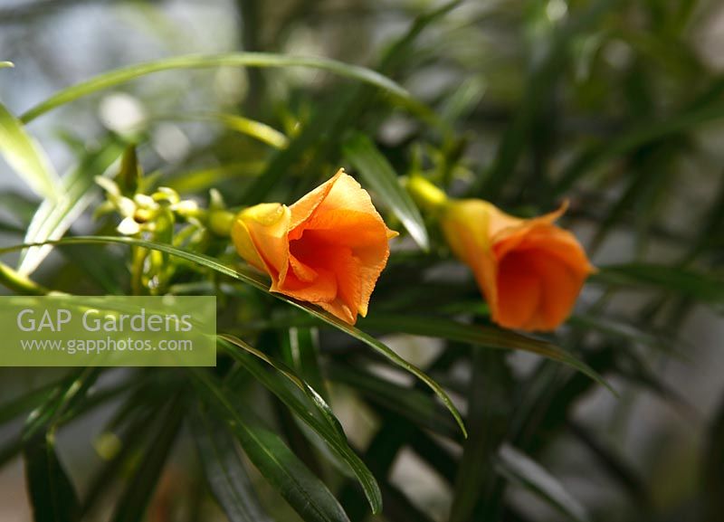 Thevetia peruviana - Yellow Oleander