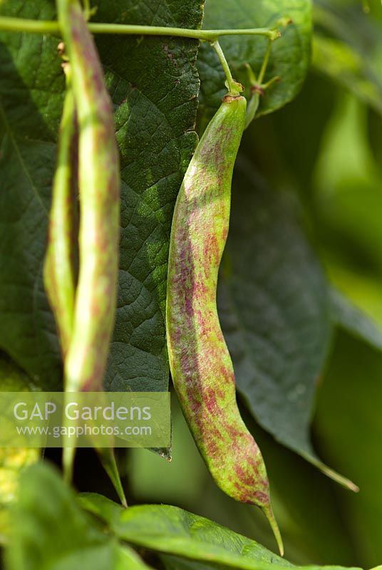 Phaseolus vulgaris - Climbing French Bean 'Borlotto Lingua di Fuoco'