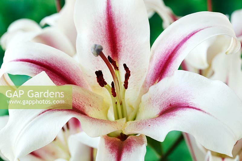 Lilium 'Nymph' - Lily, Orienpet hybrid. Cross between oriental and trumpet lily,  July