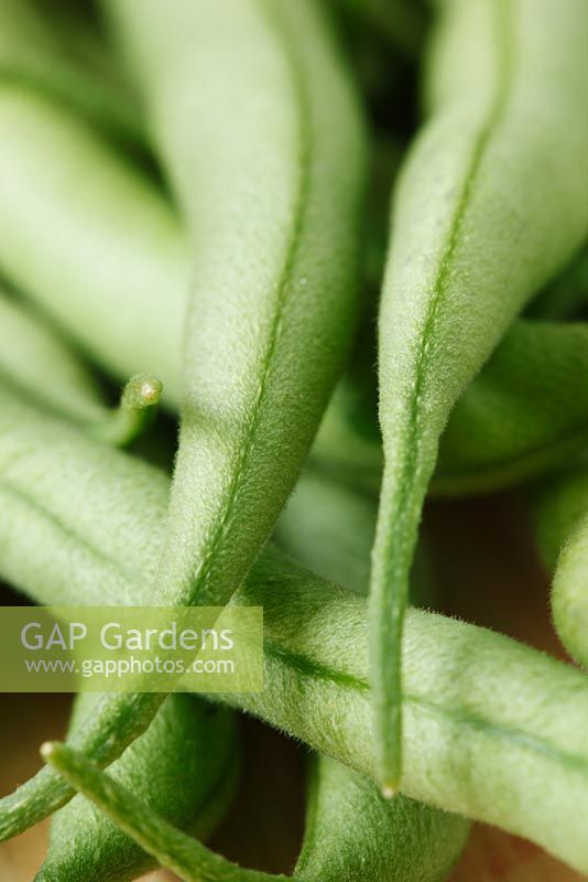 Phaseolus vulgaris 'Delinel' AGM - Dwarf French Bean 
