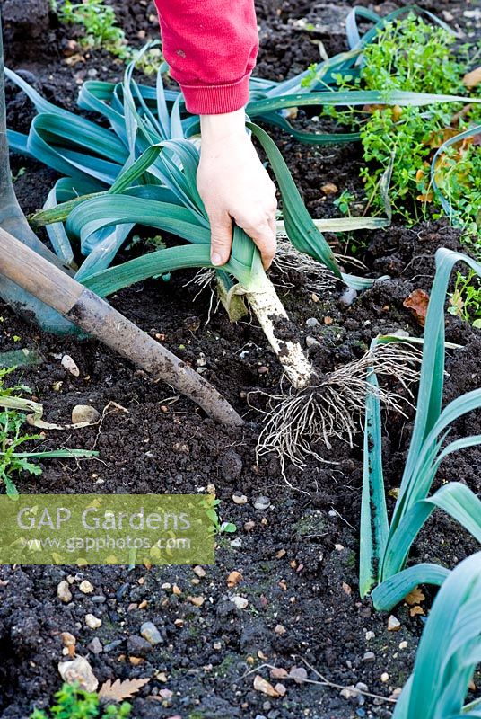 Gardener digging Allium porrum - Leeks in winter