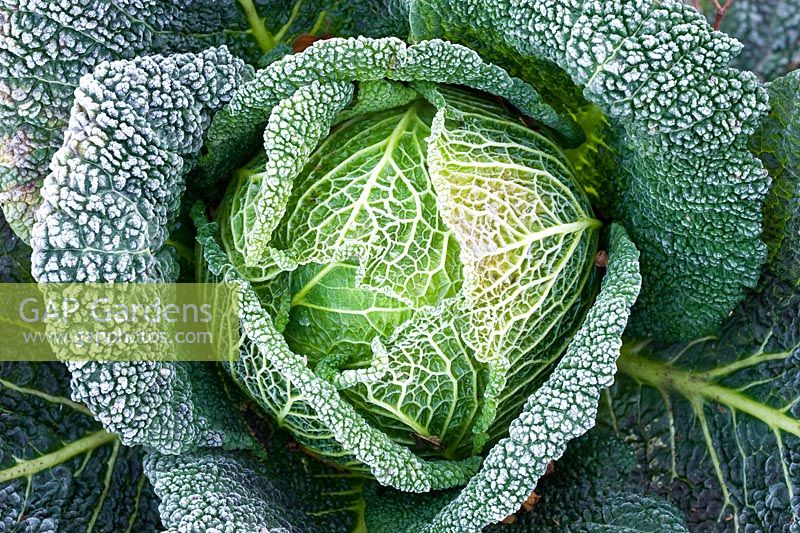 Frosted Brassica - Savoy Cabbage 'Tundra'