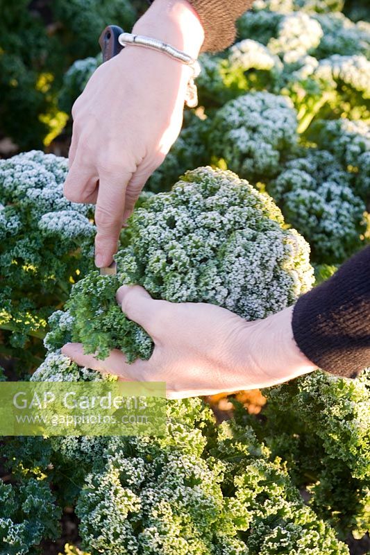 Gardener harvesting frosty Brassica oleracea - Curly Kale