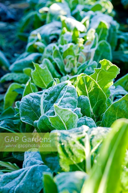 Frosty Beta vulgaris - Perpertual Spinach