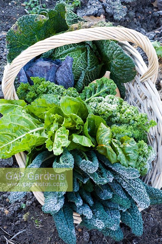 Basket of harvested winter vegetables including Brassicas - Cabbages and Kales, Beta vulgaris - Chard and Cucurbita - Squash in frost

