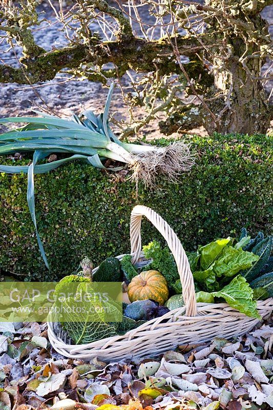 Basket of harvested winter vegetables including Brassicas - Cabbages and Kales, Beta vulgaris - Chard and Cucurbita - Squash with Leeks in a frosty garden 
