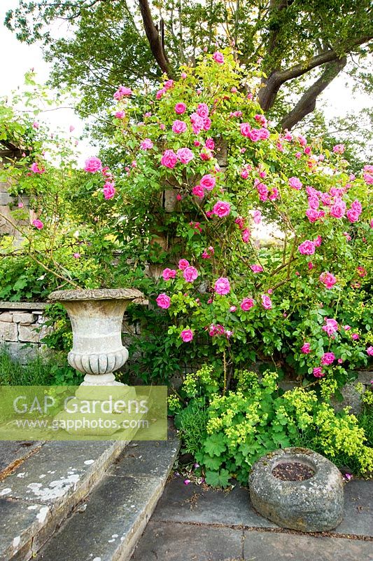 Pink Rosa on the pergola above an urn and bowl - Whalton Manor Gardens, Whalton, Northumberland, UK