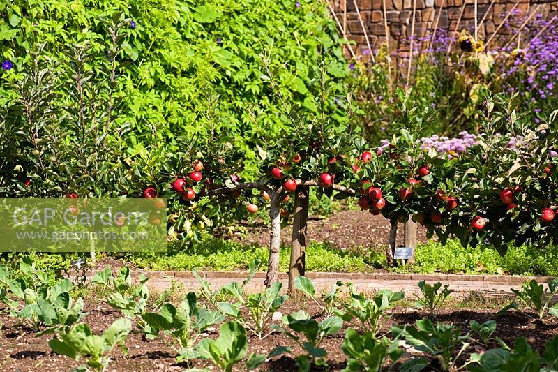 Malus - Apple 'Red Devil'. RHS Garden Rosemoor, Great Torrington, Devon, UK