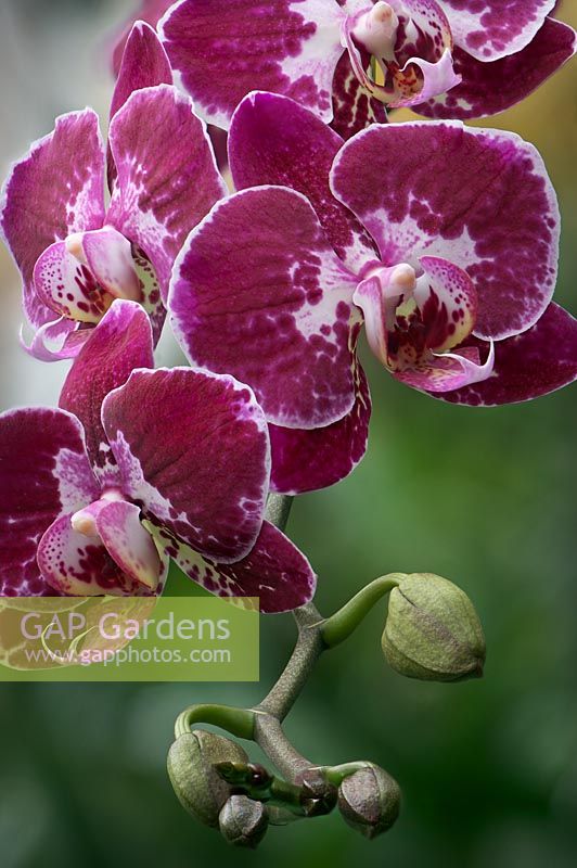 Orchid, phalaenopsis, moth orchid, orchis
