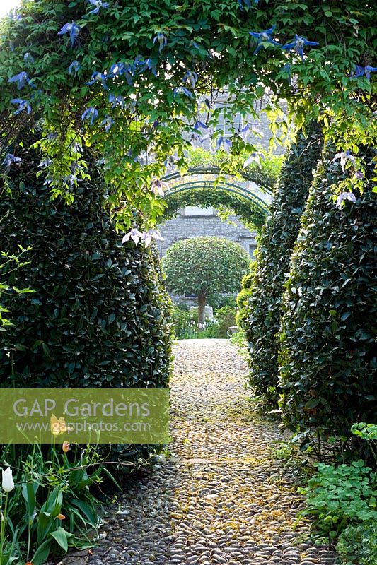 View through arch with Clematis macropetala and topiary lined path - The Old Rectory, Netherbury, Dorset NGS