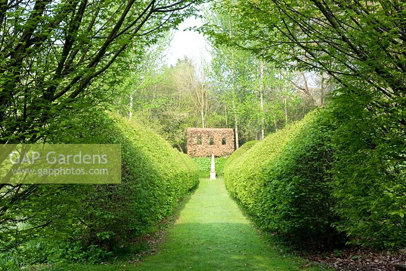 Formal allee with beech hedging - The Old Rectory, Netherbury, Dorset NGS