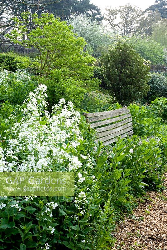 Spring border with white Hesperis and bench - The Old Rectory, Netherbury, Dorset NGS
