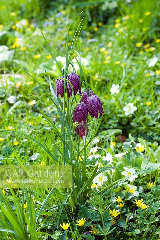 Fritillaria meleagris in Spring meadow with Celandines and Primula - The Old Rectory, Netherbury, Dorset NGS

