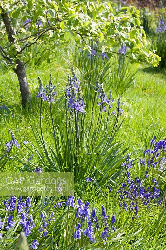 Camassia leitchinii growing in Spring meadow - The Old Rectory, Netherbury, Dorset NGS 
