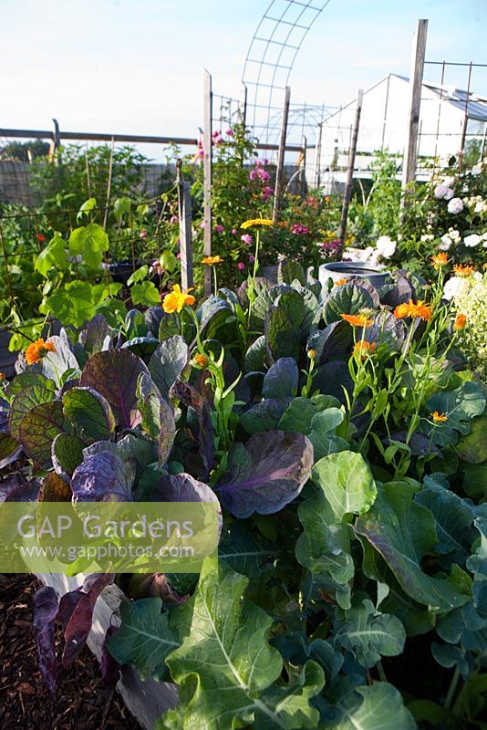 Organic vegetable garden with raised beds surrounded by woodchip paths, greenhouse, watering system, in foreground Brussels Sprout 'Falstaff' with marigolds, scented Tagetes tenuifolia, Nasturtium, snow pea 'Gigante Svizzero', cabbages, Brassica oleracea 'Nero di Toscana'