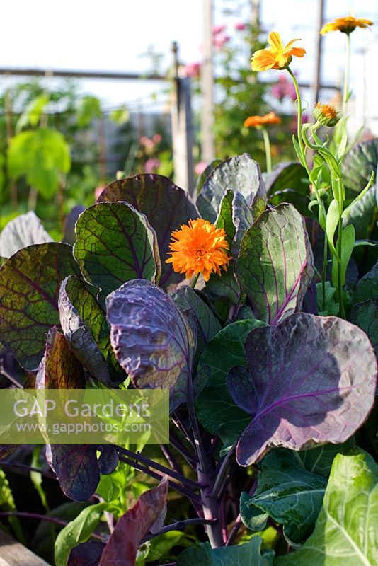 Brassica - Brussels Sprout 'Falstaff' and Tagetes - Marigold
