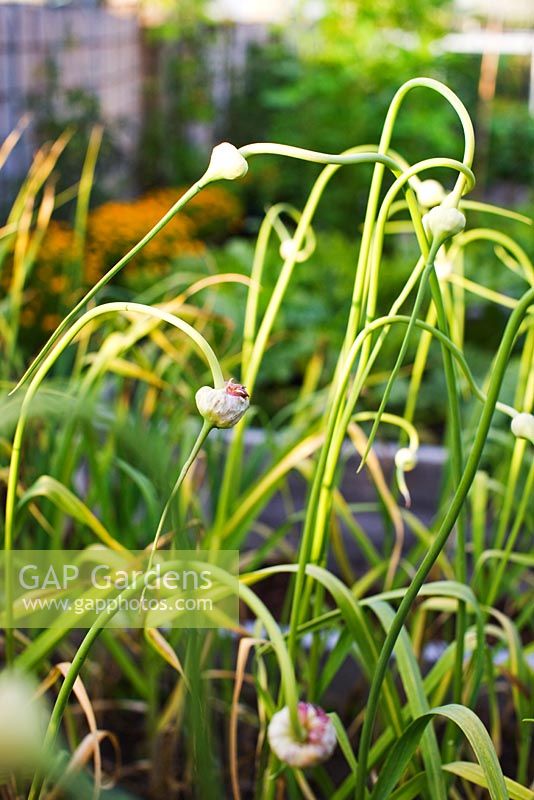 Allium - Garlic 