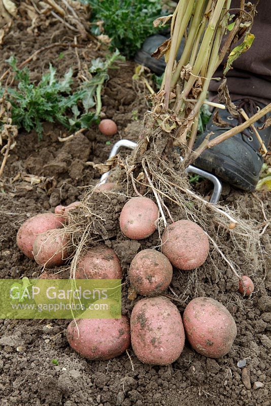Harvesting potatoes 'Red Duke of York'