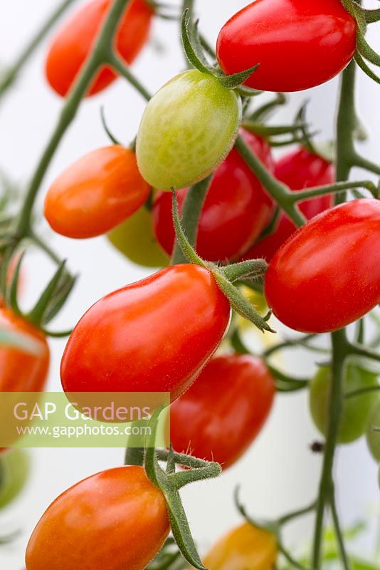 Centiflor tomatoes