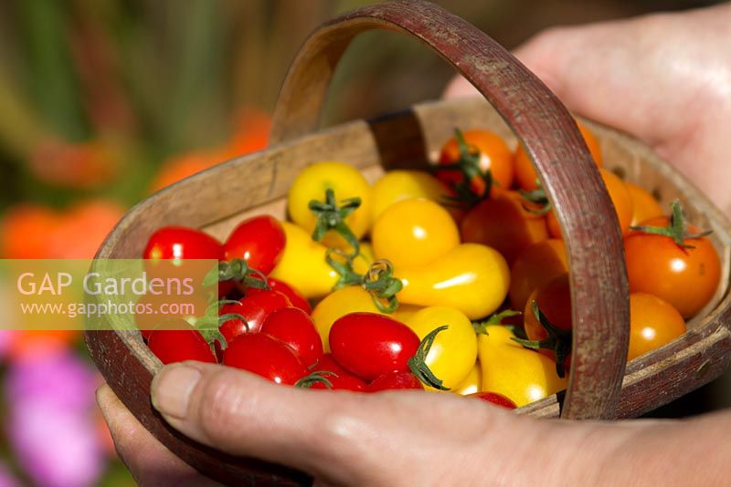 Centiflor and cherry tomatoes in small trug