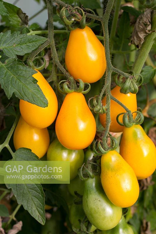 Lycopersicum - Tomato 'Centiflor'