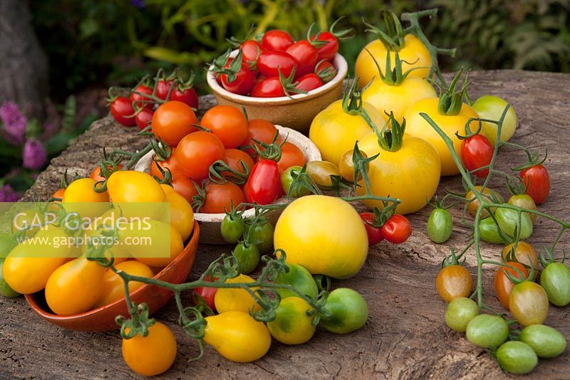 Assorted Tomatoes - Centiflor, Cherry and Salad types