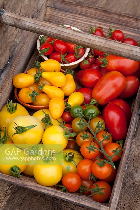 Assorted Tomatoes - Centiflor, Cherry and Salad types in wooden trug