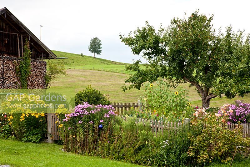 A typical German farmer's garden with wooden fence, Malus domestica - Apple tree and border of Aster, Buxus, Helenium, Helianthus annuus, Humulus lupulus and Rosa