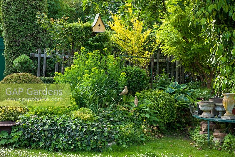 Wooden gate and picket fence next to a border with Buxus, Euonymus fortunei 'Emerald n Gold', Euphorbia cyparissias, Hedera colchica 'Goldheart', Hosta and Thuja
