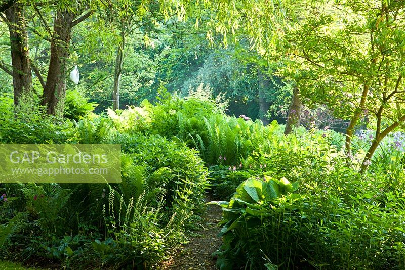 Woodland garden with a mulched pathway. Plants include Matteucia struthiopteris, Rodgersia podophylla, and Tellima grandiflora
