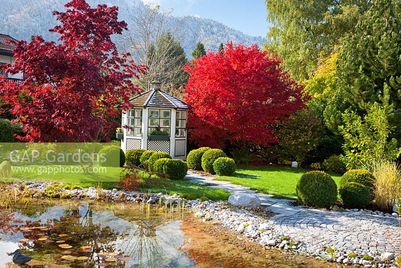 A white painted wooden pavilion in a garden with maples in autumn colours, box spheres, a natural swimming pool and granite paved rest area. Planting includes Acer palmatum, Buxus, Miscanthus sinensis and Pinus