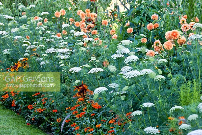 Dahlia 'Beatrice', Ammi visnaga 'Blutenball', Rudbeckia hirta 'Autumn Colours' and Zinnia angustifolia 'Profusion Orange' - Weihenstephan Gardens, Germany