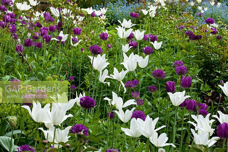 Spring detail from a border of Tulipa 'Negrita' and Tulipa 'White Triumphator' - Jens Ti8ppel