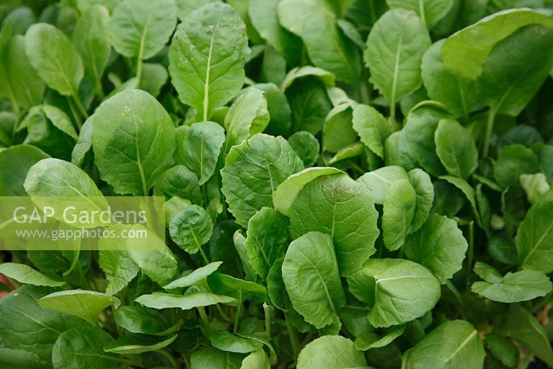 Brassica rapa - Senposai Greens - a hybrid cross between Cabbage and Komatsuna