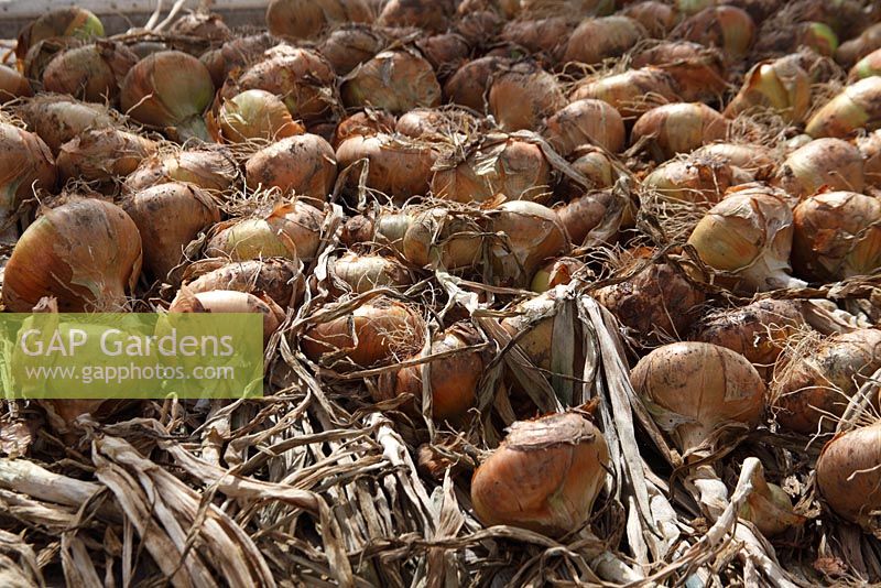 Allium cepa 'Stuttgarter' - Onions drying on greenhouse staging