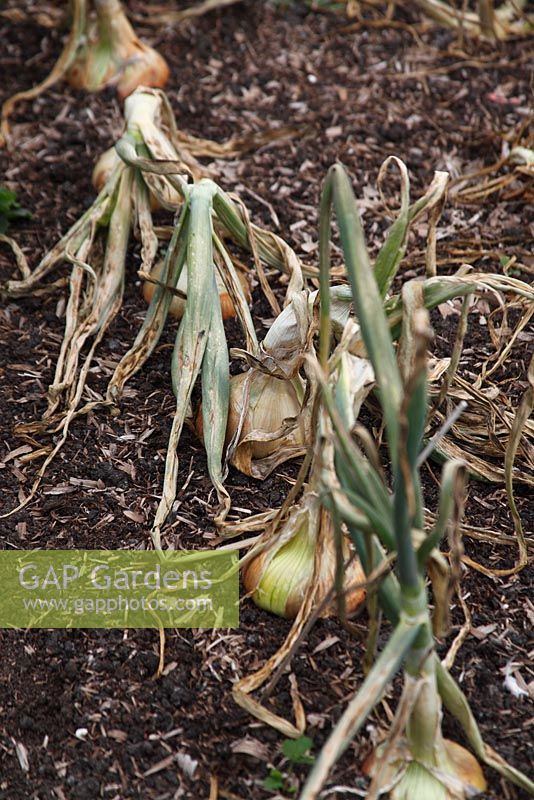 Allium cepa 'Stuttgarter' - Onion - maturing bulbs