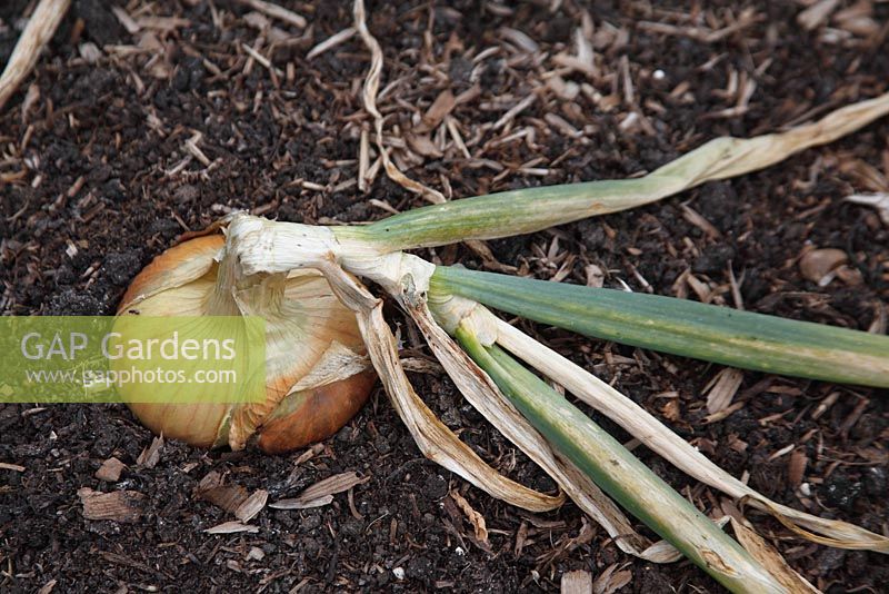 Allium cepa 'Stuttgarter' - Onion - maturing bulb
