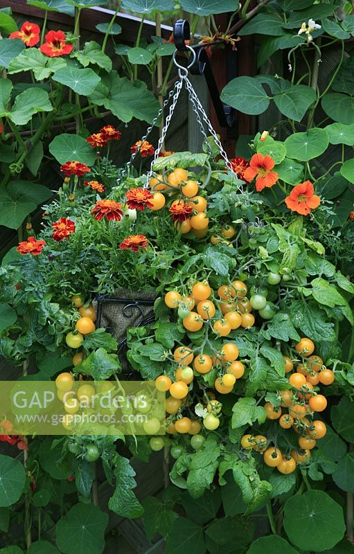 Hessian lined hanging basket planted with Tomato 'Balconi Yellow' and whitefly deterring Tagetes - French Marigolds, hung on a fence where Runner beans and Nasturtiums are growing