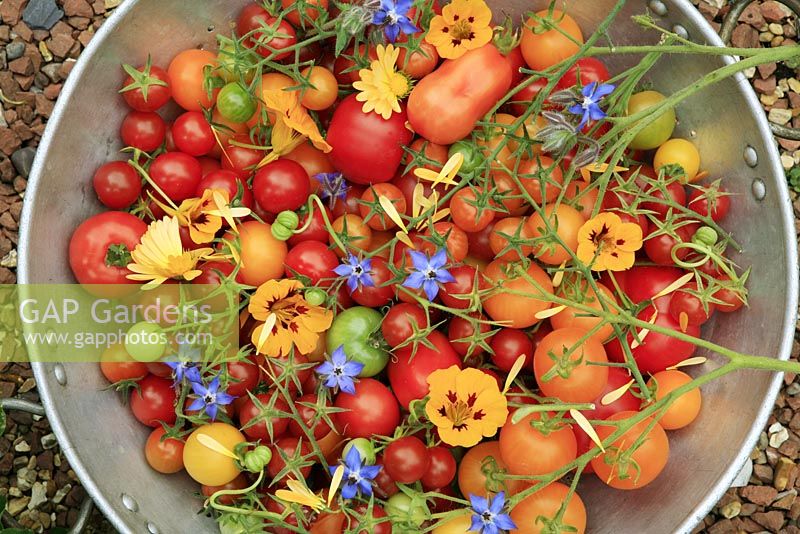 Selection of harvested tomatoes in a colander with edible petals and flowers - Tomato 'Country Taste', 'Shirley', 'Roma', 'Sungella', 'Sungold', 'Gardeners Delight', 'Conchita' and 'Alicante' with borage, nasturtiums and pot marigolds