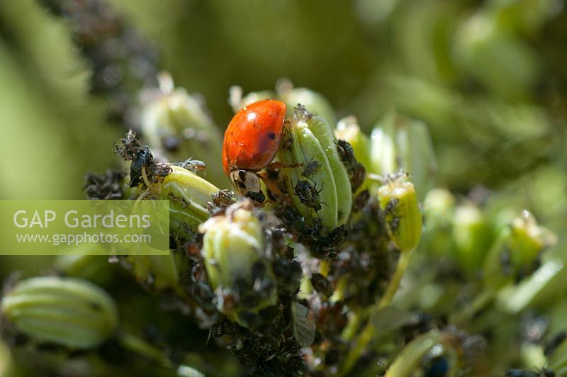 Ladybird devouring Aphids