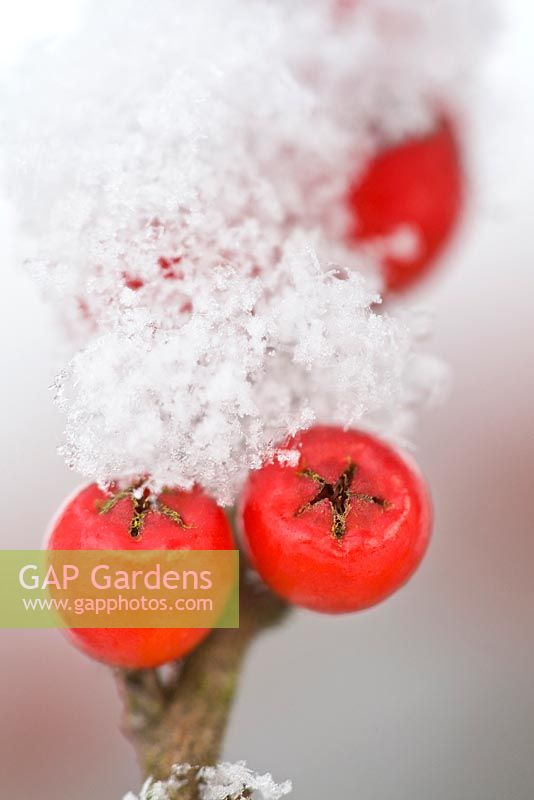 Snow on Cotoneaster horizontalis berries