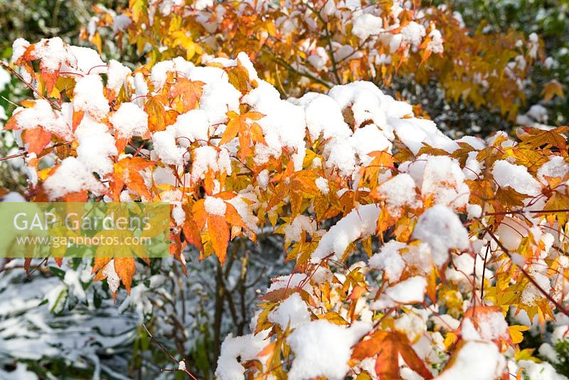 Colourful orange Acer - maple in Autumn with snow