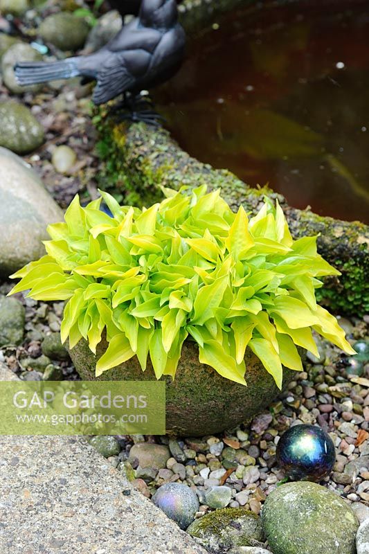 Dwarf yellow leaved Hosta in container - The Rowans, Threapwood, Cheshire.
