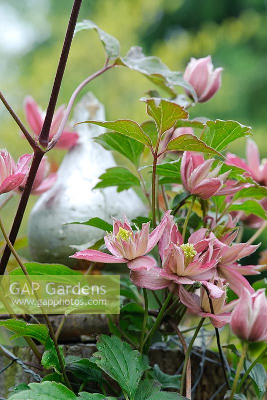 Clematis montana 'Broughton Star' with silver painted wooden finial - The Rowans, Threapwood, Cheshire 
