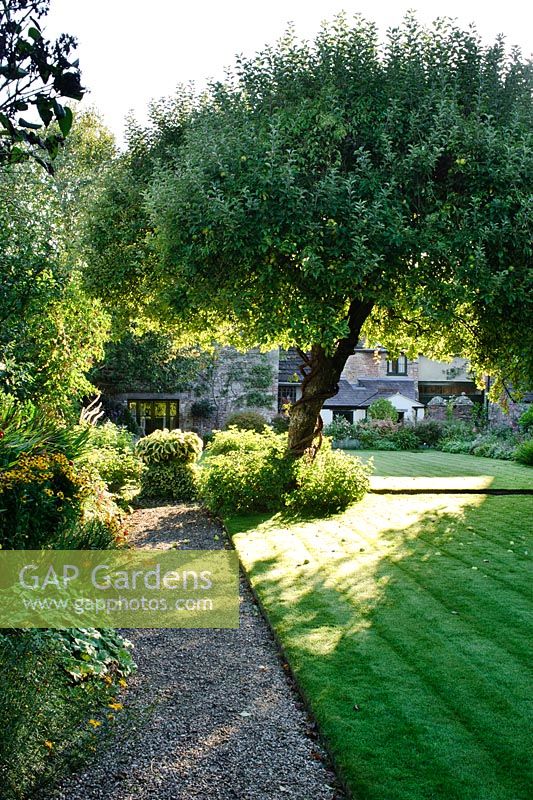 View to house and church tower with lawn, gravel path and old Apple tree - Barnwells, Cerne Abbas, Dorset.
