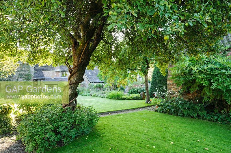 View to house with lawn, gravel path and old Apple tree with spiralling stems of a rambling Rose - Barnwells, Cerne Abbas, Dorset.