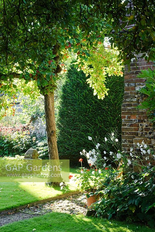 View across end of old barn with white japanese Anemones and Malus - Crab Apple tree in lawn - Barnwells, Cerne Abbas, Dorset.