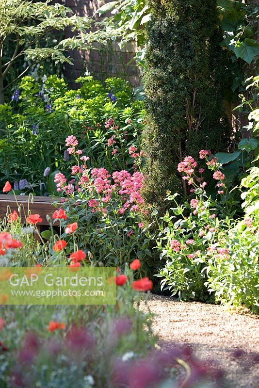 Gravel path and wooden bench - plants include Papaver rhoeas, Centranthus ruber - Red valerian and Euphorbia - 'The Largest Room in the House' garden - Chelsea Flower Show 2008