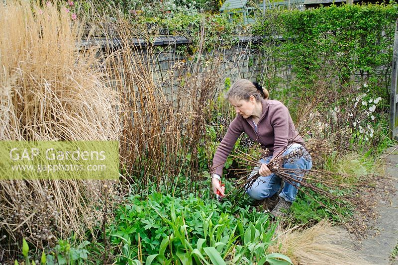 Woman cutting back dead stems of herbaceous perennials in spring - Barnabas Road, Cambridge.
