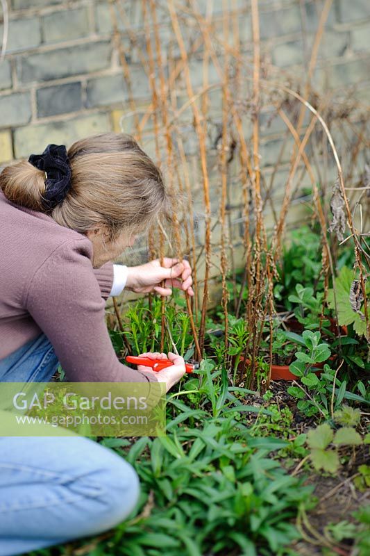 Woman cutting back dead stems of herbaceous perennial in spring - Chamerion angustifolium 'Album' syn. Epilobium Angustifolium 'Album'. Barnabas Road, Cambridge.